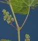 image of Vitis riparia