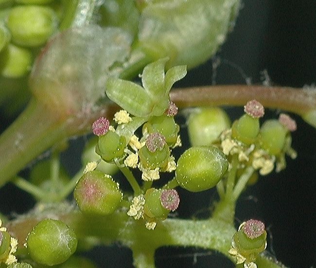 Vitaceae Vitis riparia