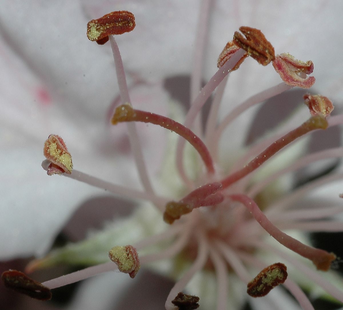 Rosaceae Malus coronaria