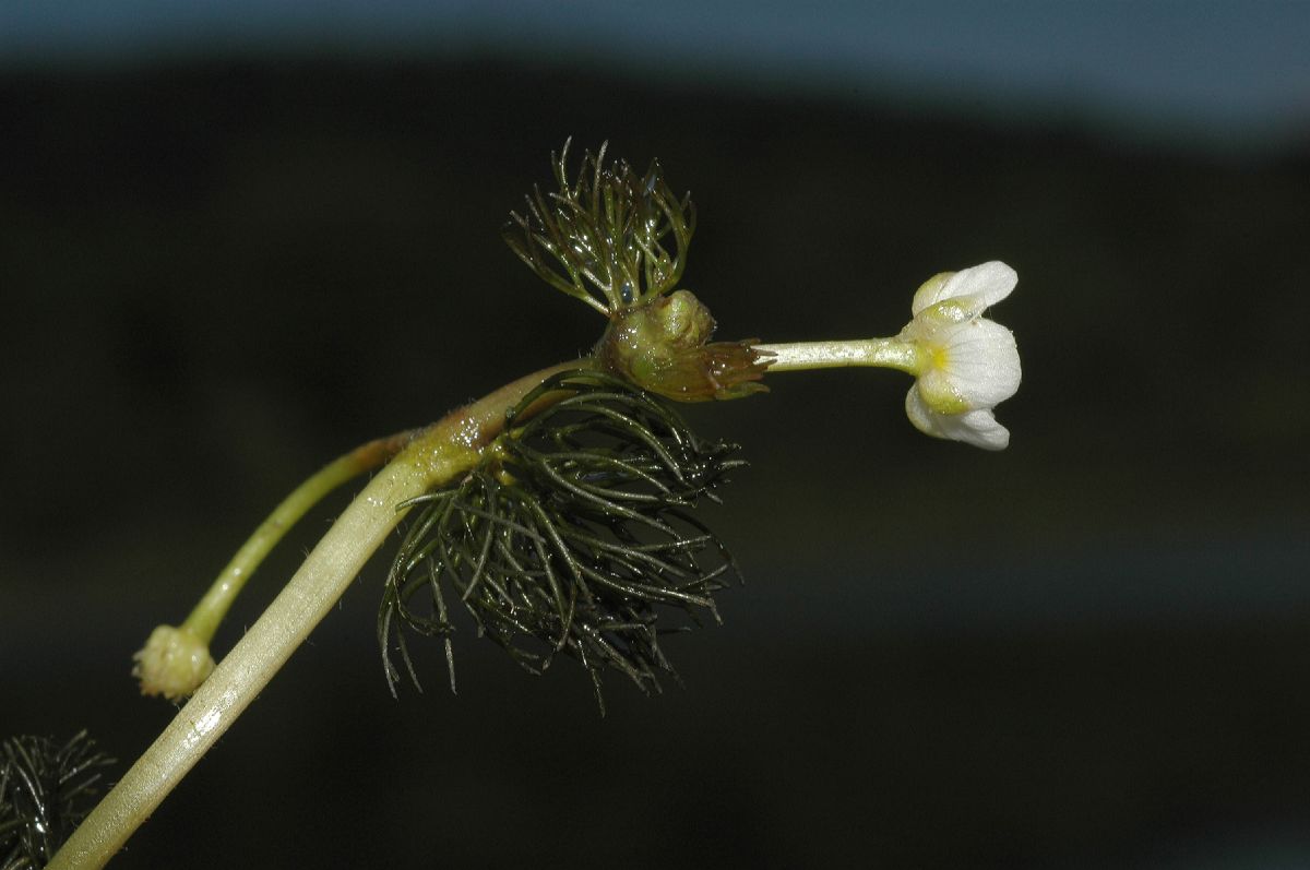 Ranunculaceae Ranunculus subrigidus