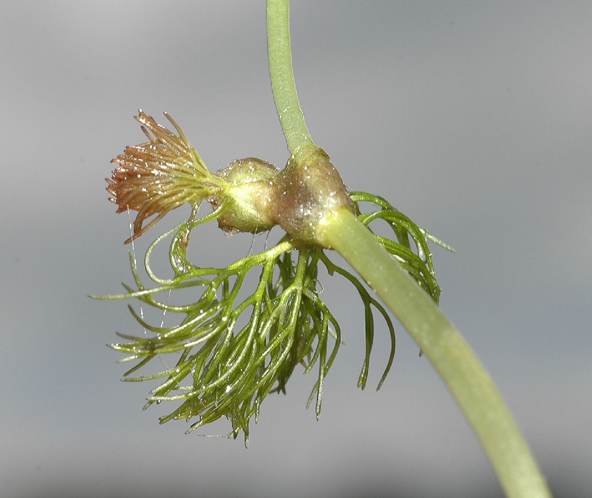 Ranunculaceae Ranunculus subrigidus