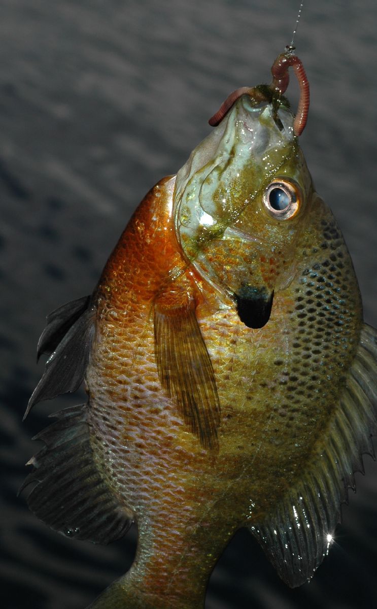 Centrarchidae Lepomis macrochirus