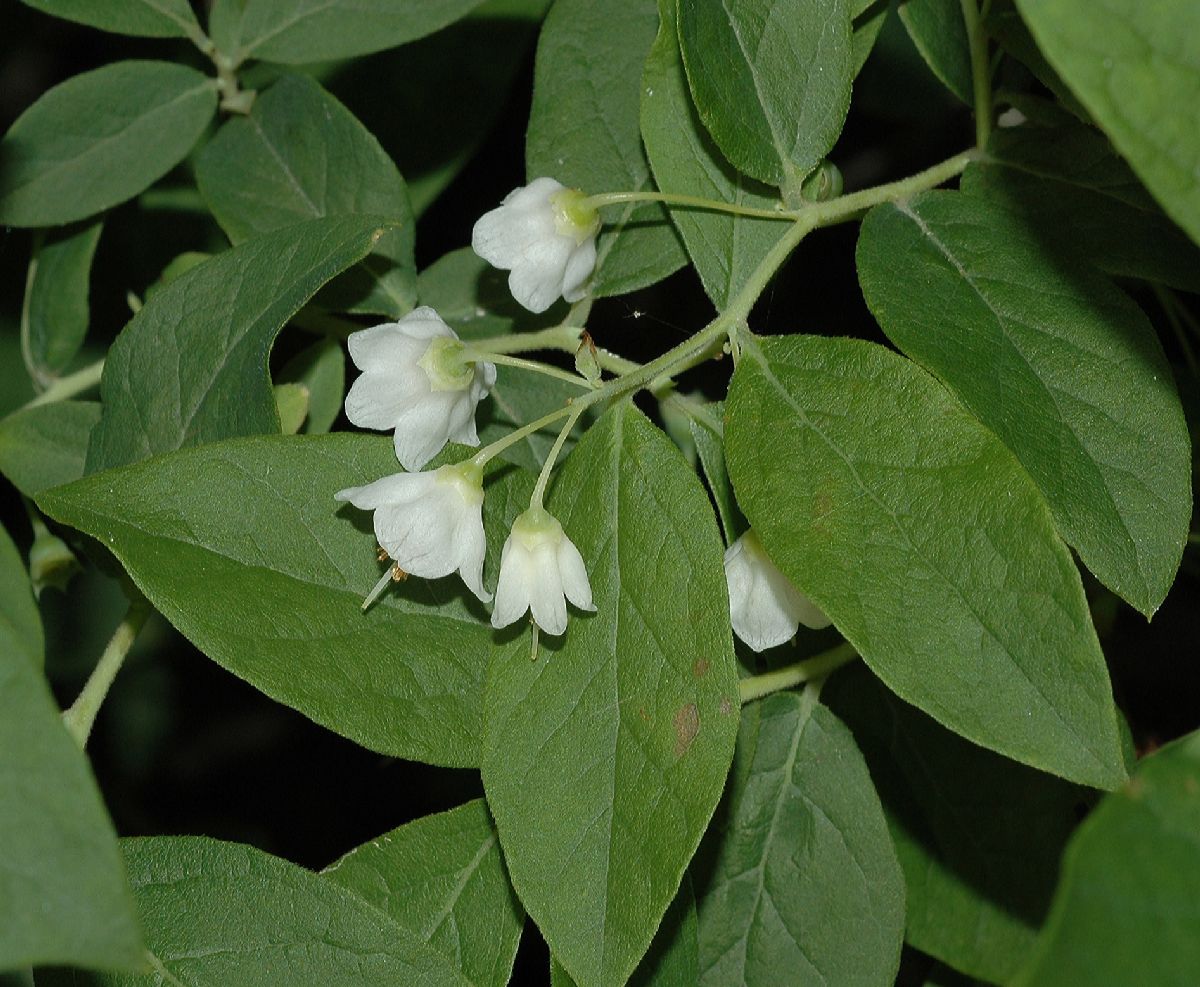 Ericaceae Vaccinium stamineum