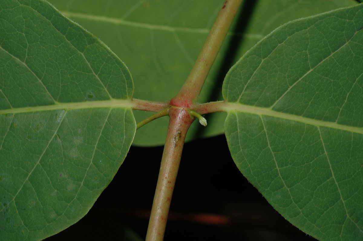 Apocynaceae Apocynum androsaemifolium