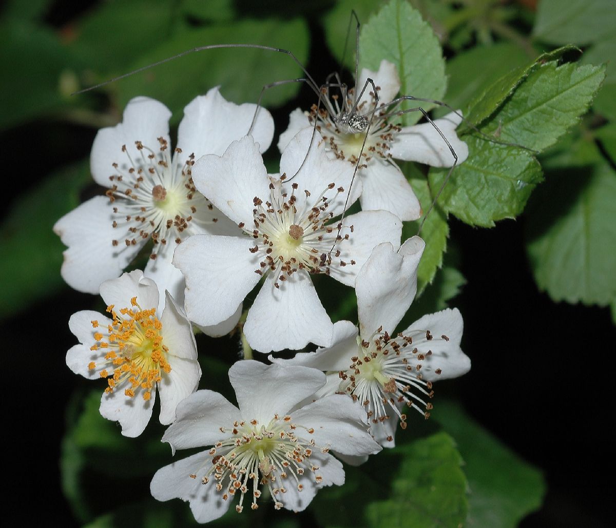 Rosaceae Rosa multiflora