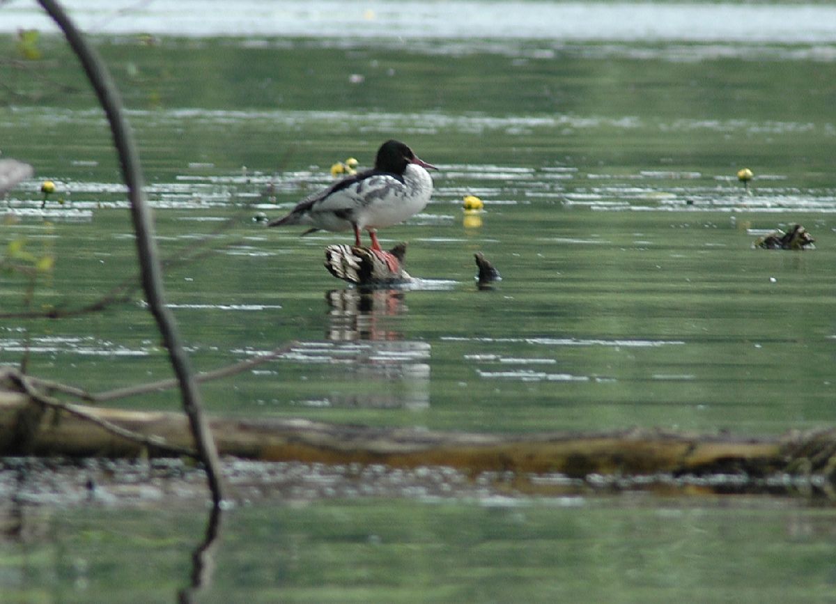 Anatidae Mergus merganser