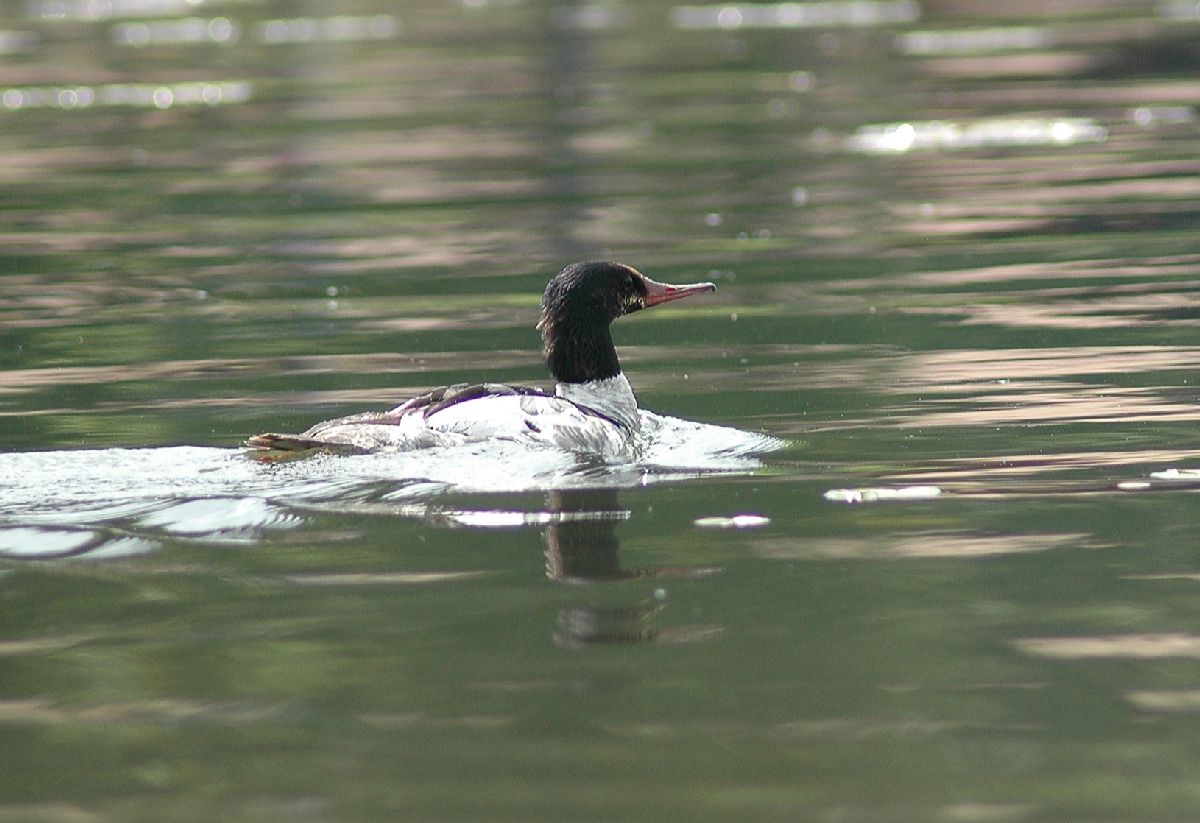 Anatidae Mergus merganser