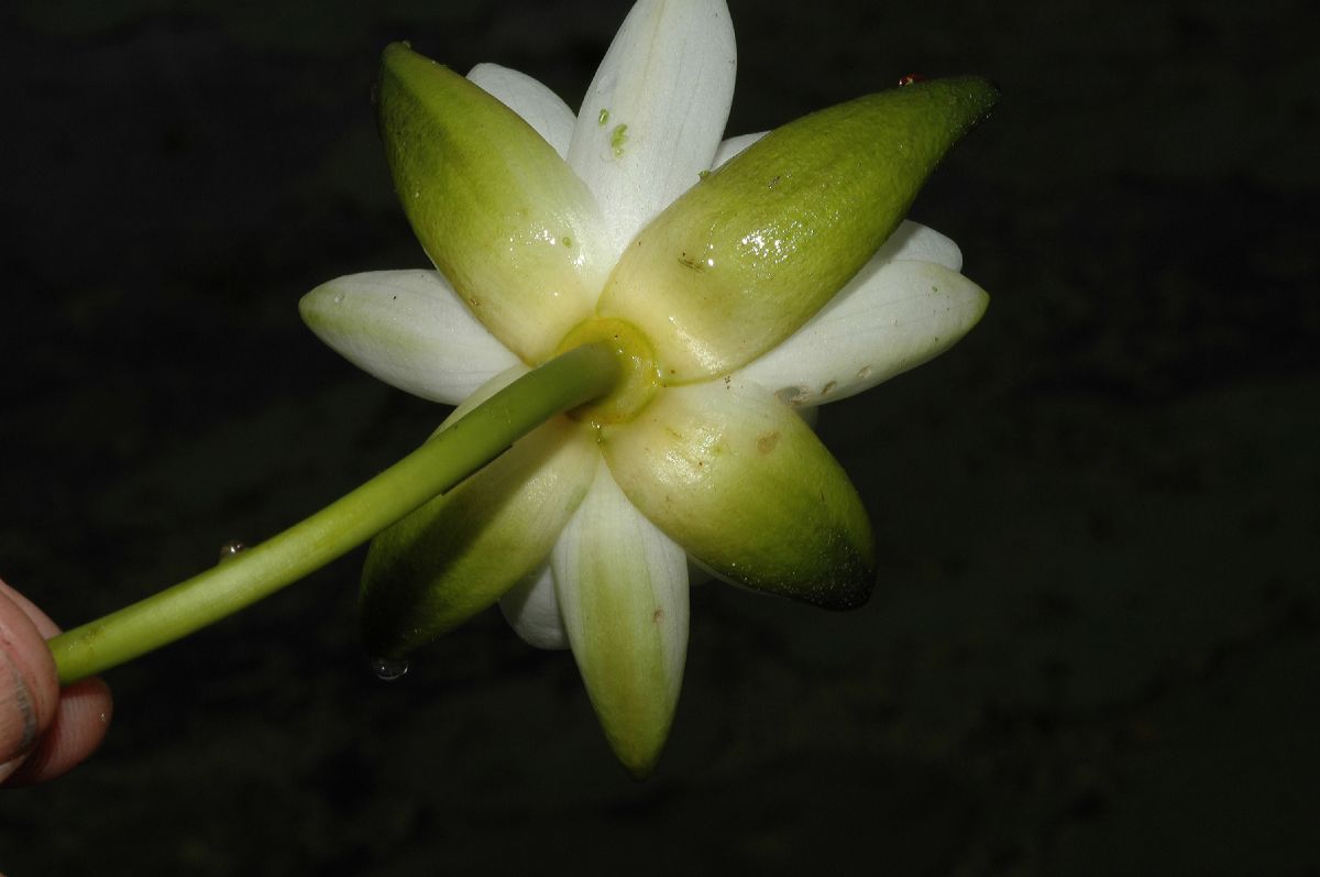 Nymphaeaceae Nymphaea odorata
