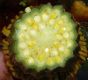 image of Nuphar variegata