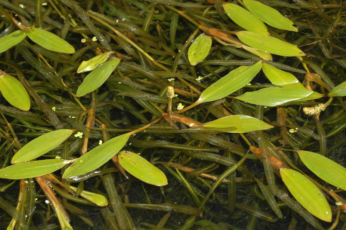 Potamogetonaceae Potamogeton 