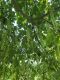 image of Pterocarya fraxinifolia