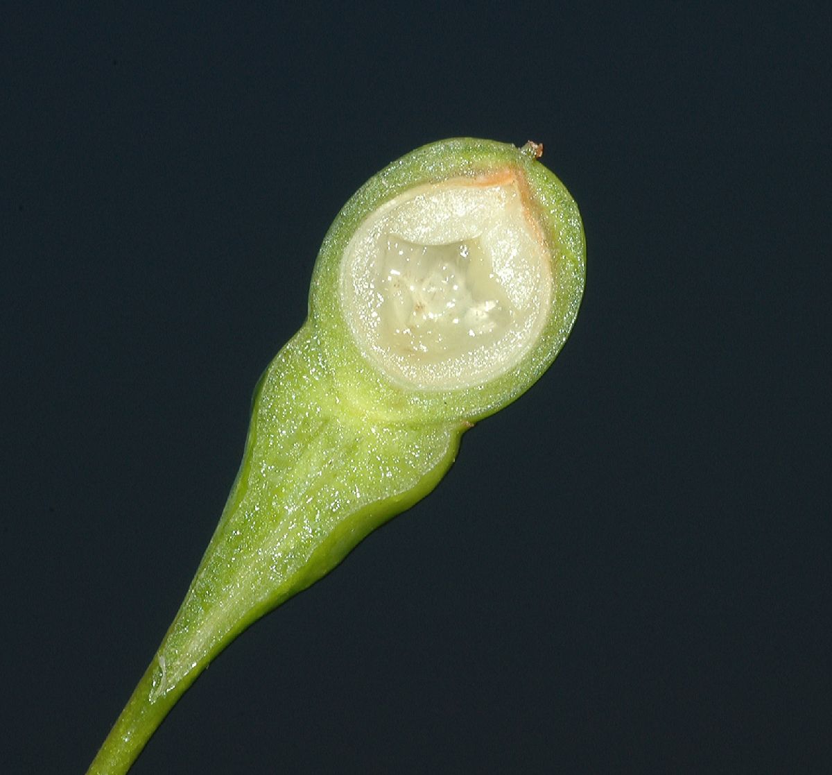 Lauraceae Sassafras albidum