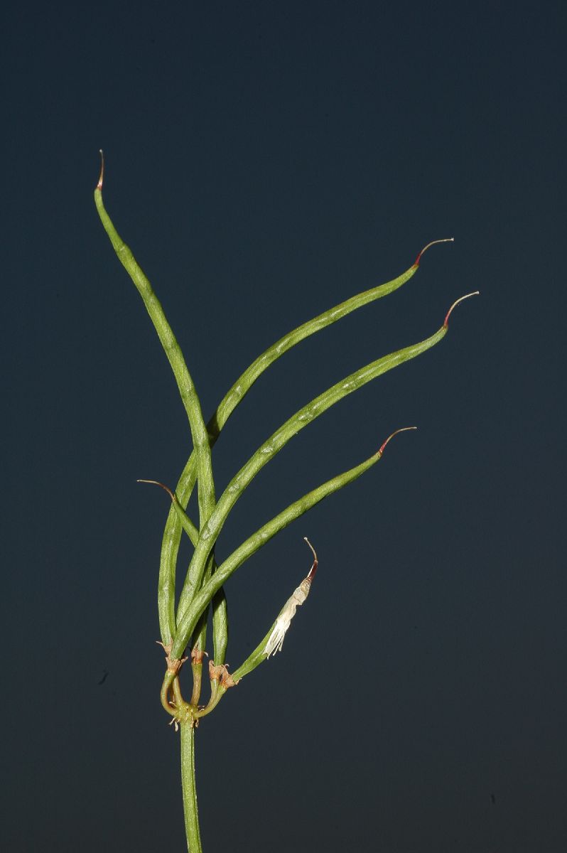Fabaceae Coronilla varia