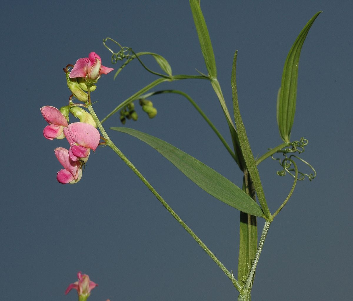 Fabaceae Lathyrus latifolius