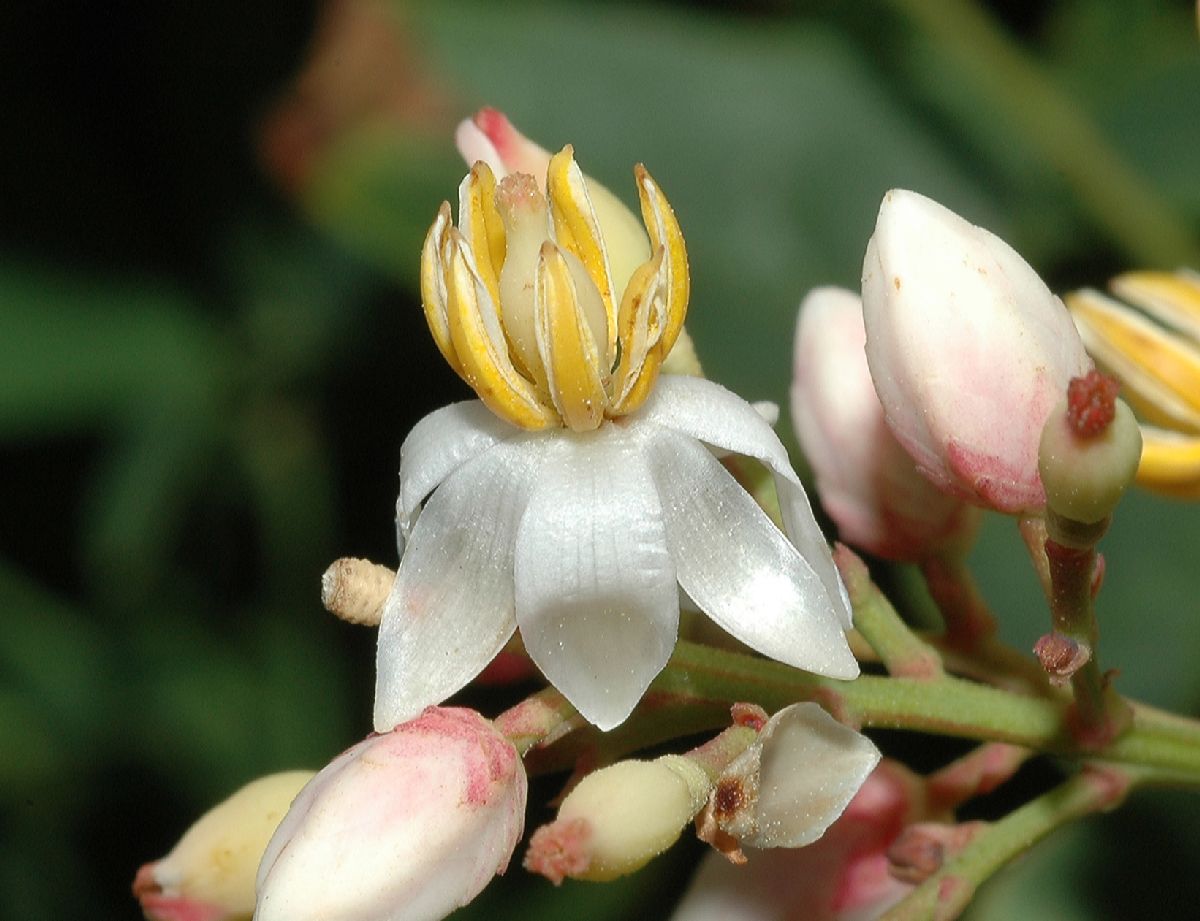 Berberidaceae Nandina domestica