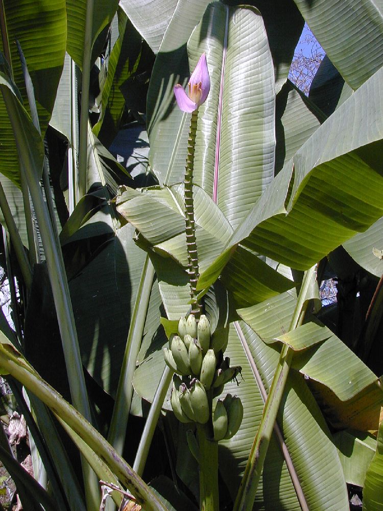 Musaceae Musa ornata