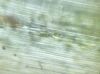 image of Woodsia obtusa