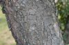 image of Prunus serotina