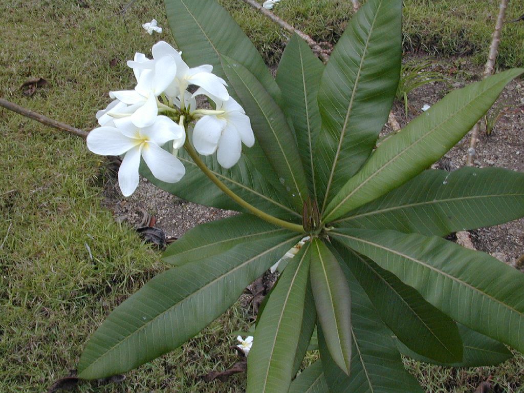 Apocynaceae Plumeria 
