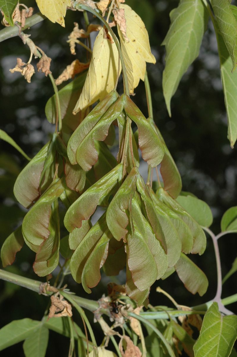 Aceraceae Acer negundo