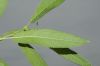 image of Salix exigua
