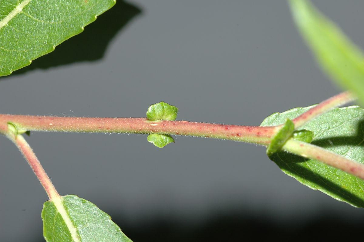 Salicaceae Salix exigua