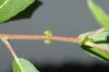 image of Salix exigua