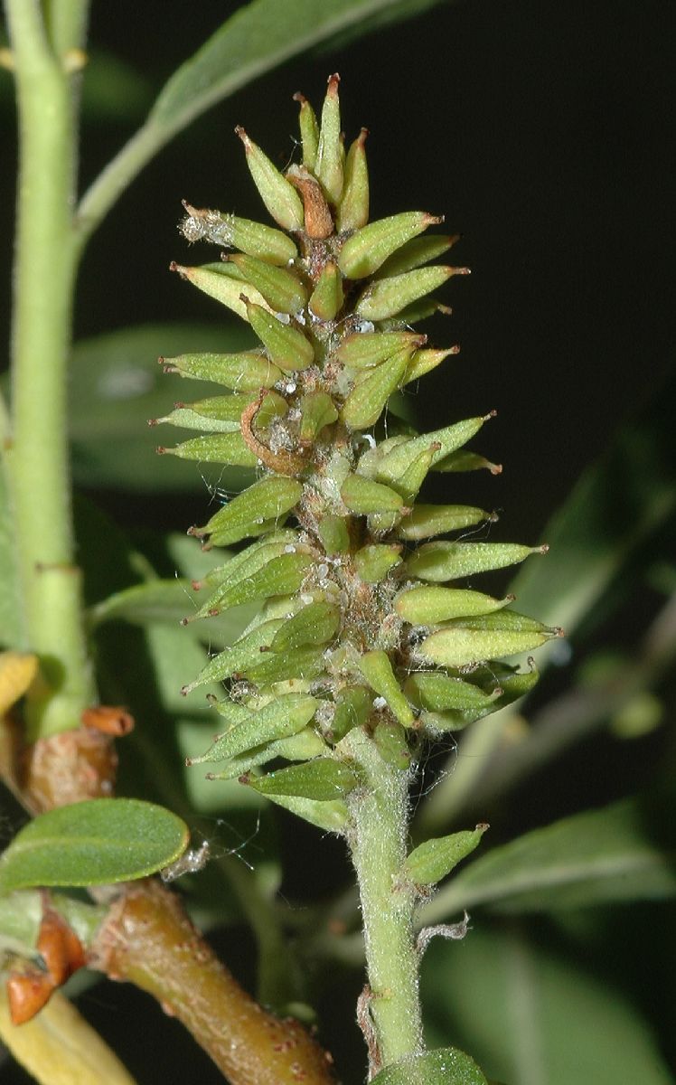 Salicaceae Salix exigua