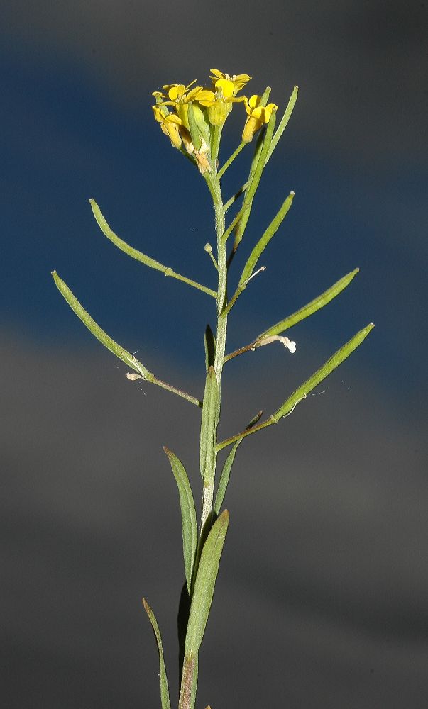 Brassicaceae Erysimum cheiranthoides