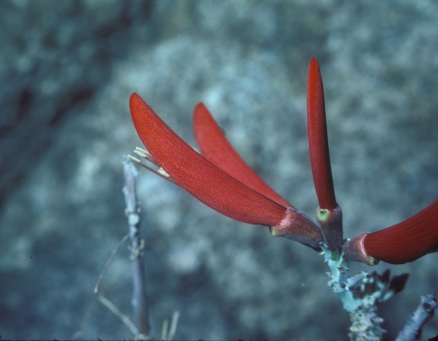 Fabaceae Erythrina flabelliformis