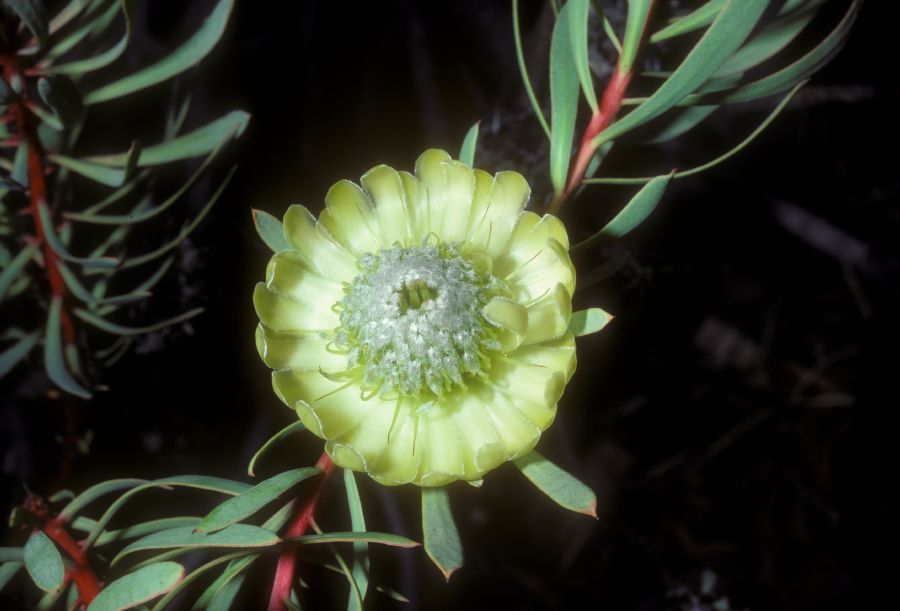Proteaceae Protea scolymocephala