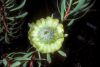 image of Protea scolymocephala