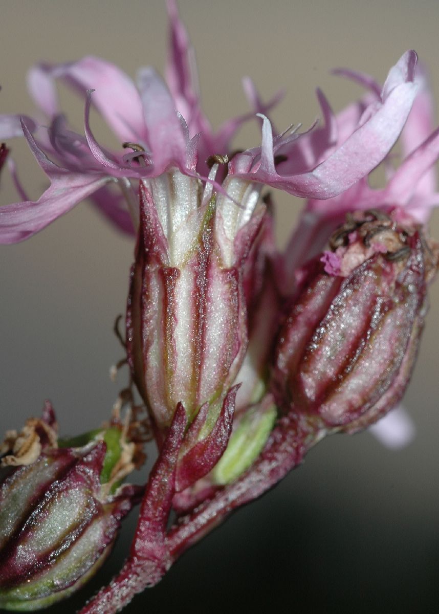 Caryophyllaceae Lychnis flos-cuculi