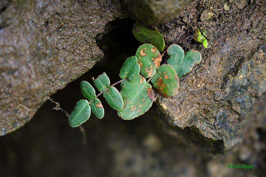 Pteridaceae Pellaea atropurpurea