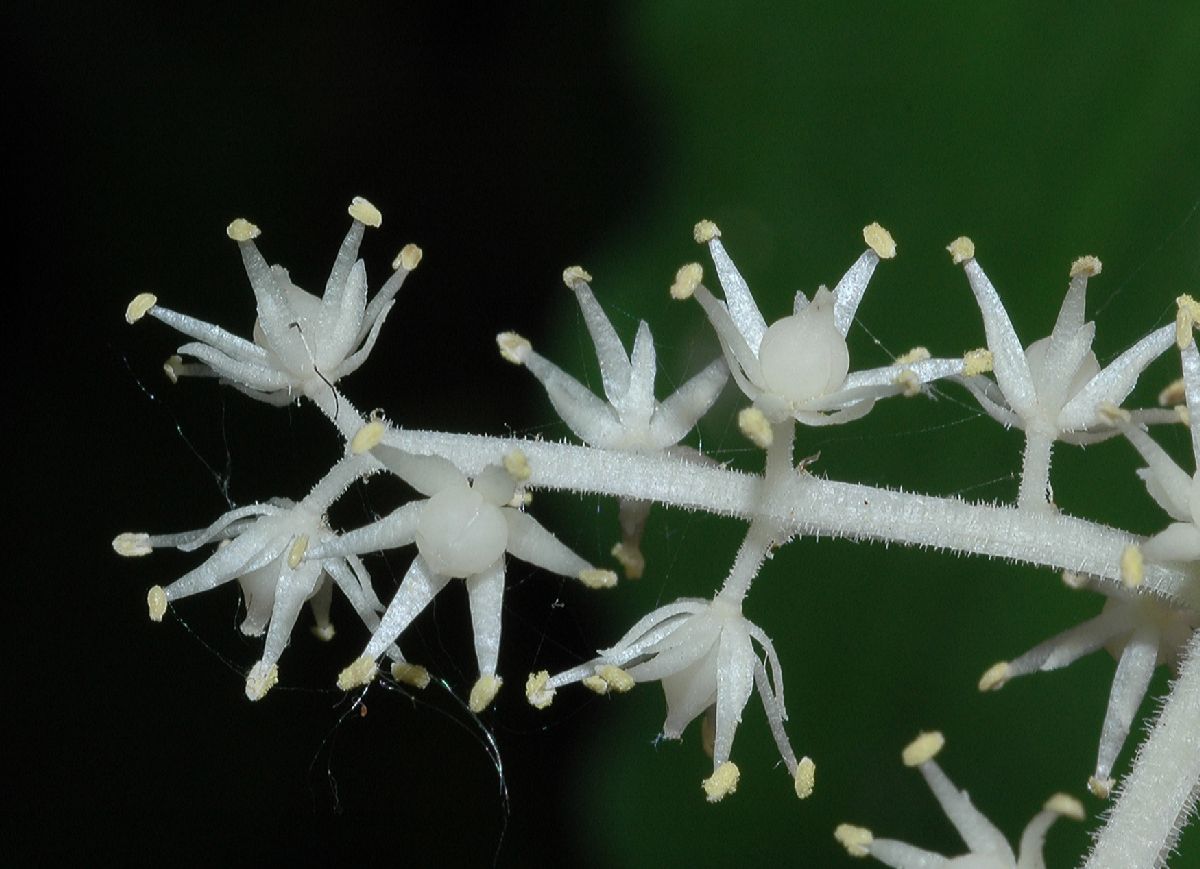 Asparagaceae Maianthemum racemosum