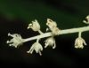 image of Maianthemum racemosum