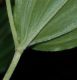 image of Maianthemum racemosum