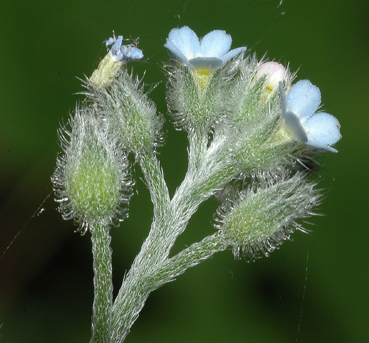 Boraginaceae Myosotis arvensis
