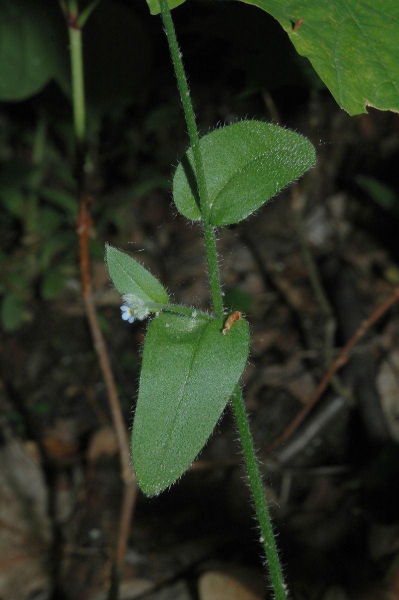 Boraginaceae Myosotis arvensis
