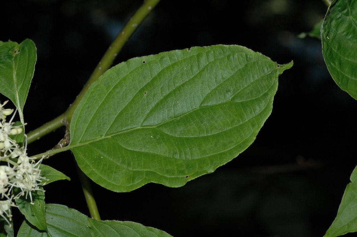 Cornaceae Cornus racemosa