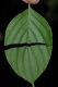 image of Cornus racemosa