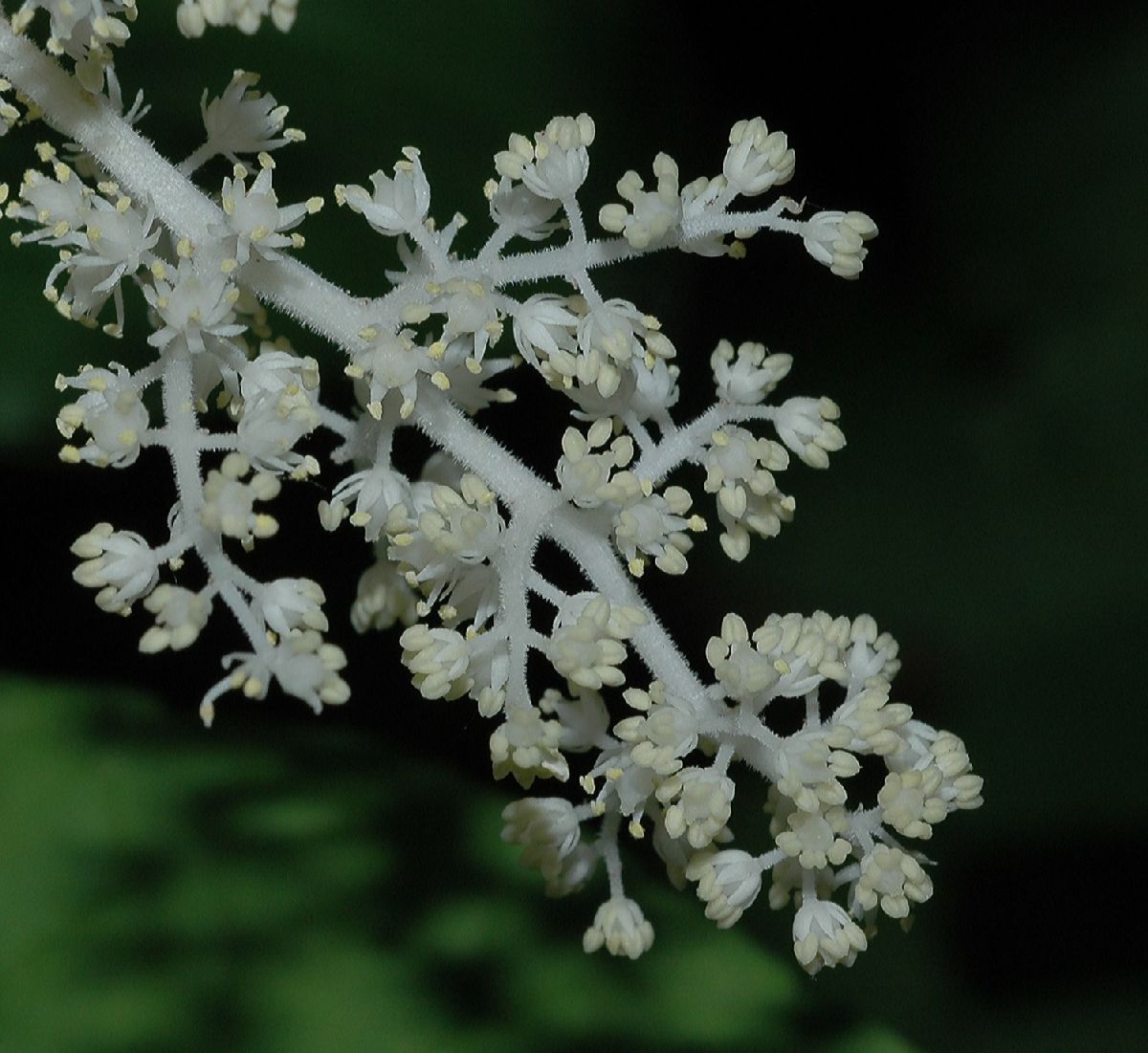 Asparagaceae Maianthemum racemosum