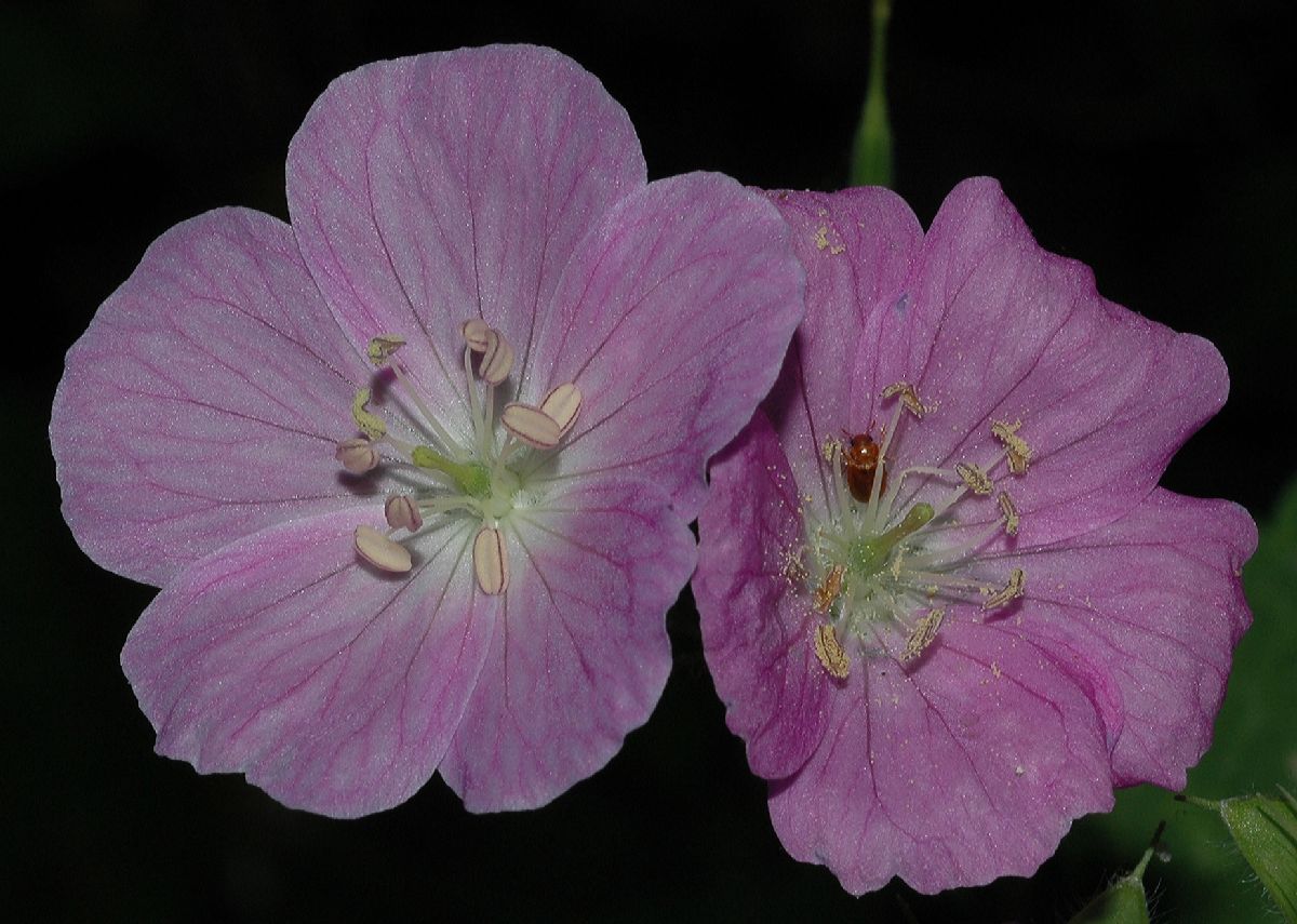 Geraniaceae Geranium maculatum