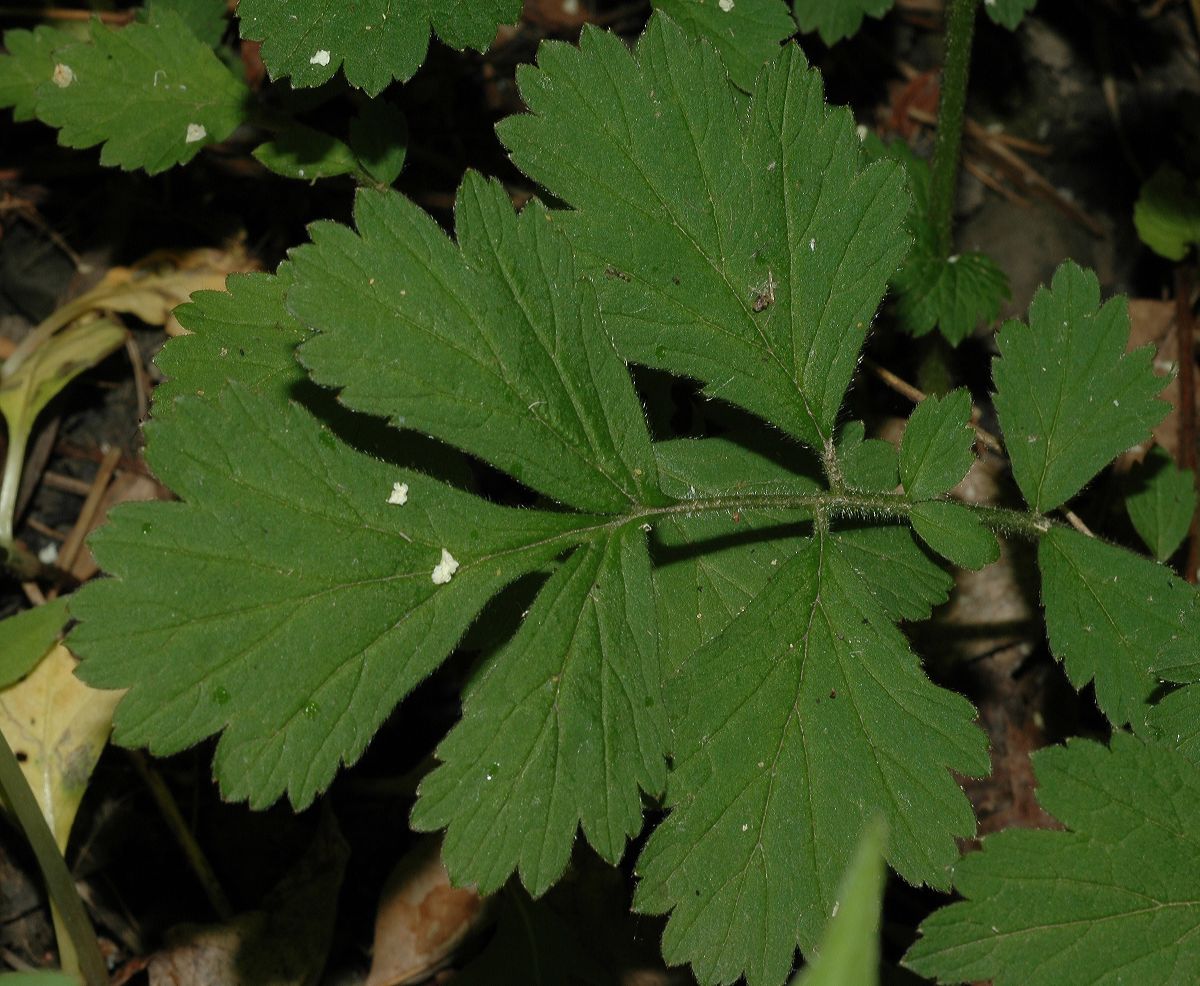 Rosaceae Geum aleppicum