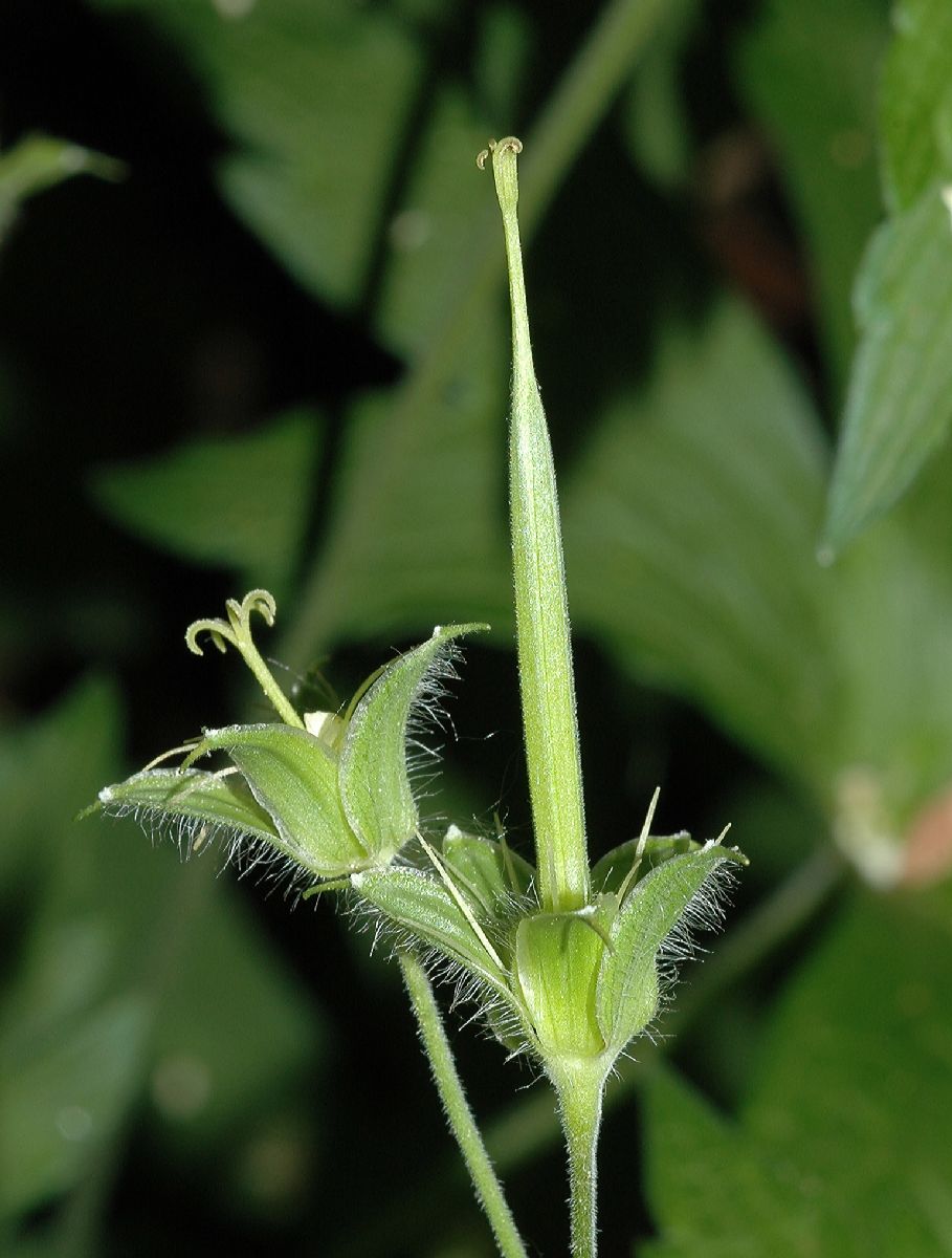 Geraniaceae Geranium maculatum