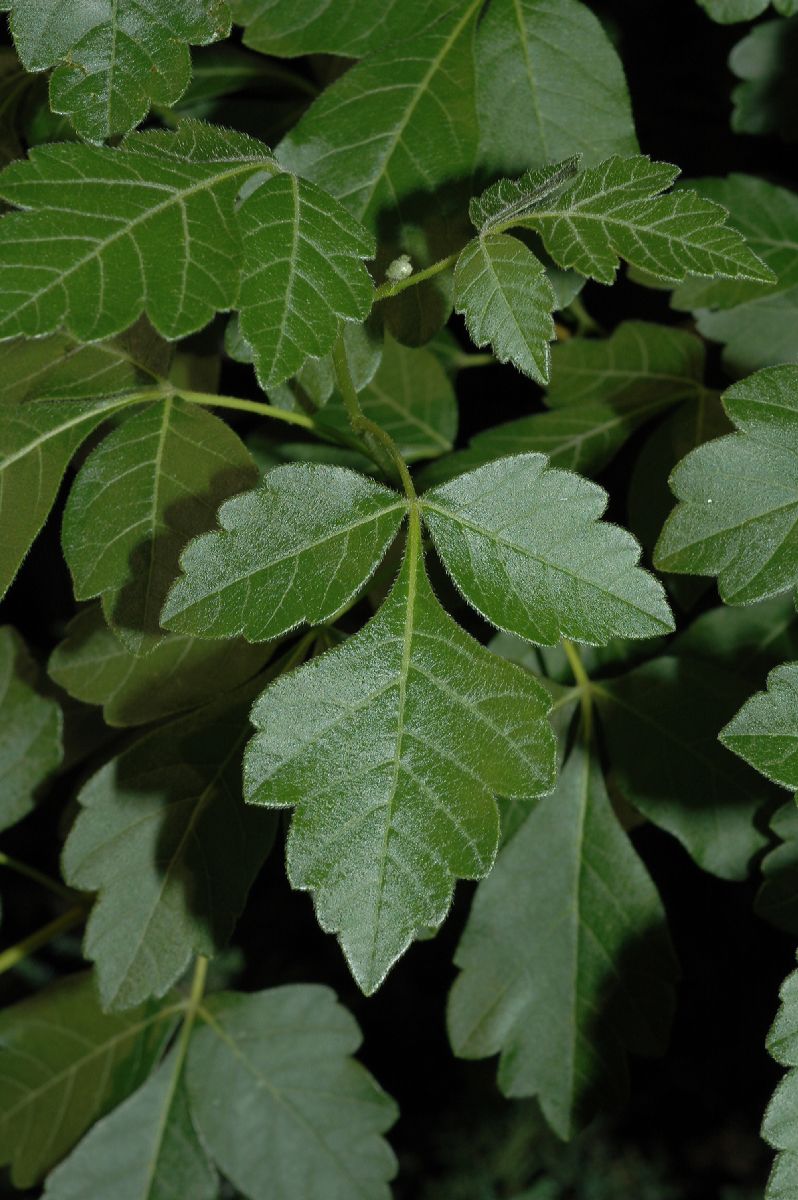 Anacardiaceae Rhus aromatica