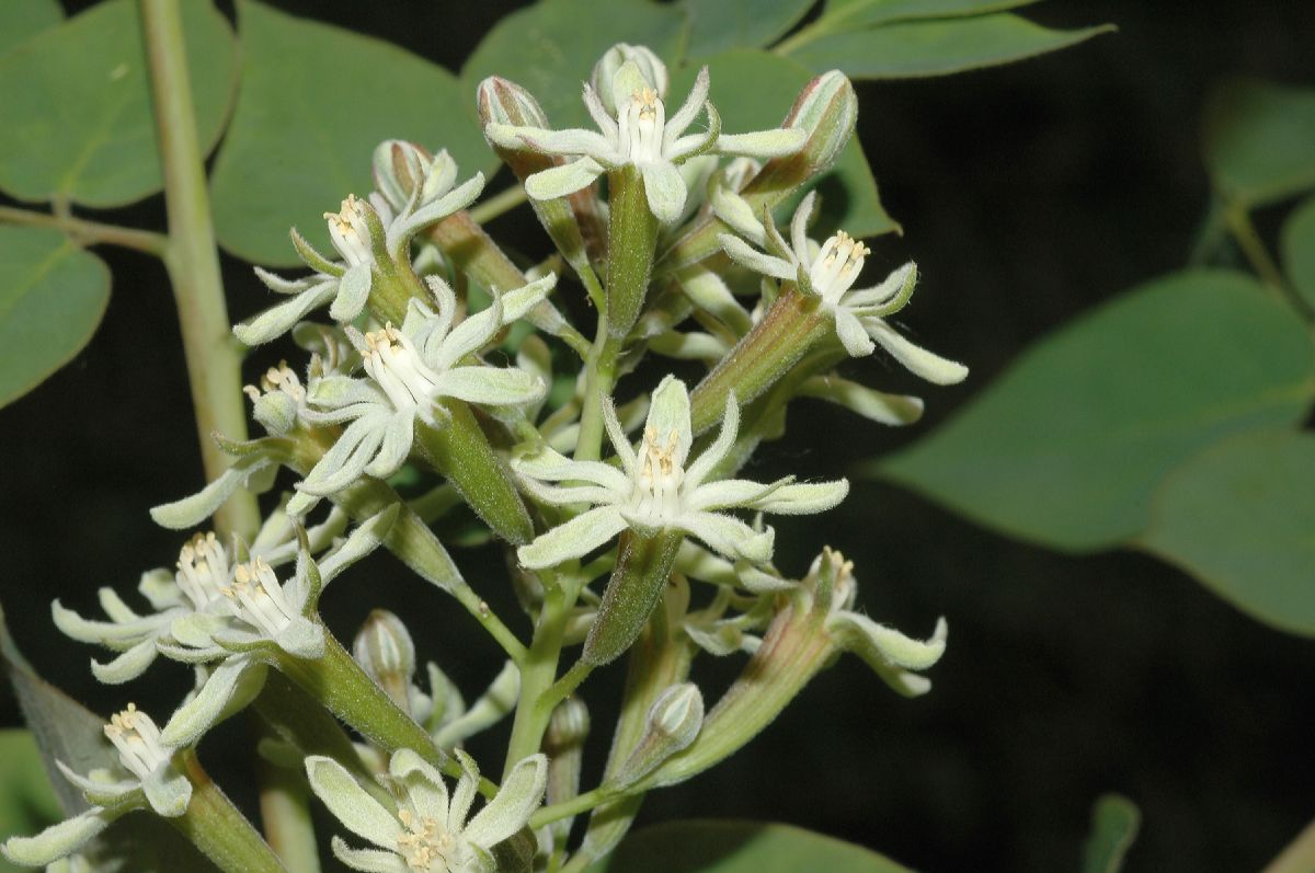 Fabaceae Gymnocladus dioica
