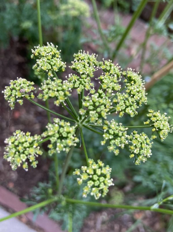 Apiaceae Anethum graveolens