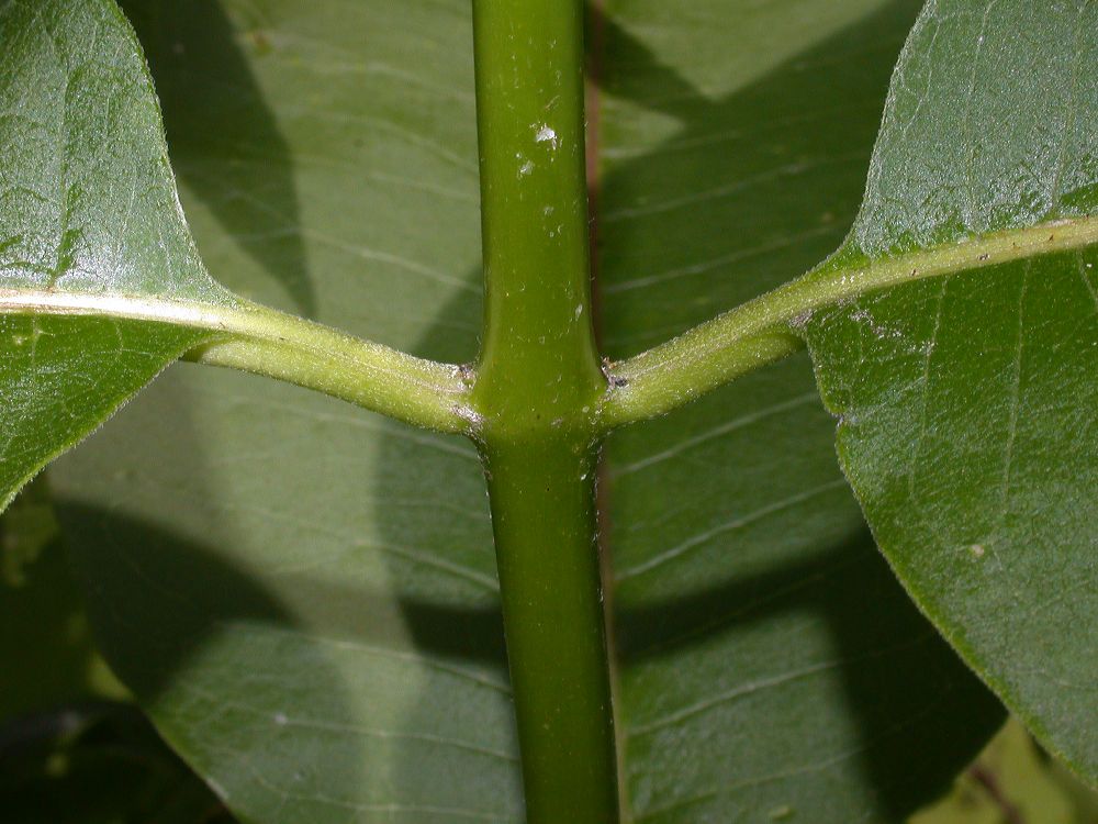 Apocynaceae Asclepias syriaca