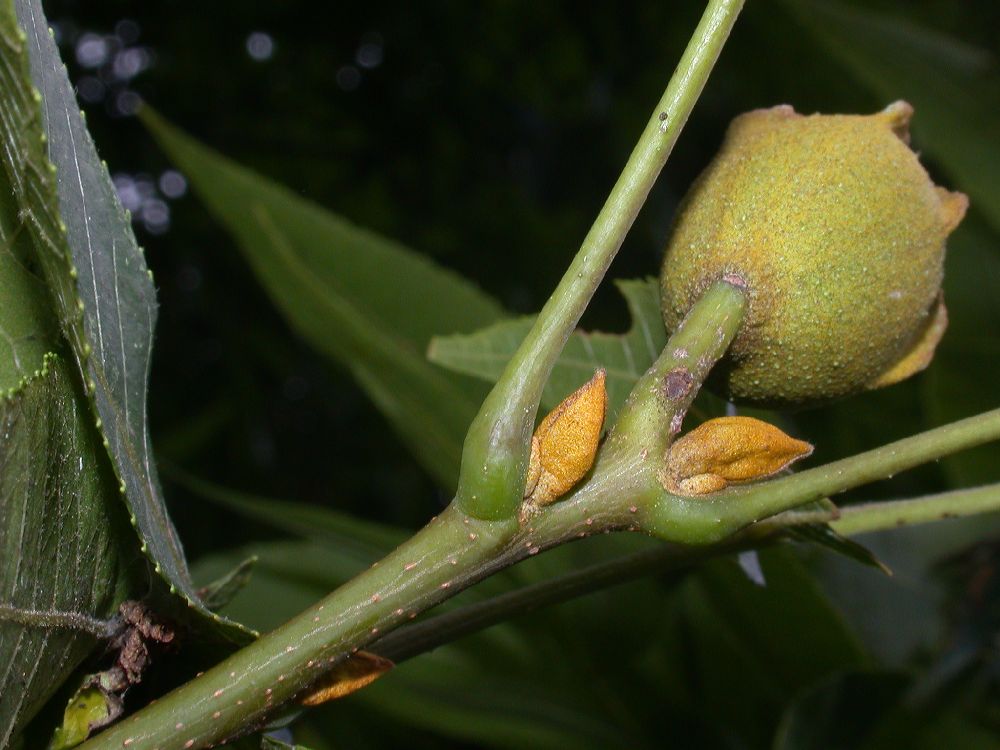 Juglandaceae Carya cordiformis